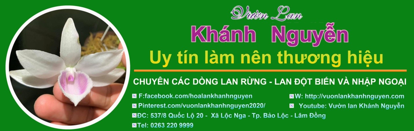 Vườn lan Khánh Nguyễn – Là một trong những vườn lan rừng lớn nhất tại Bảo Lộc – Lâm Đồng